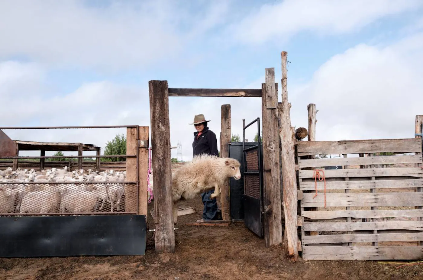 Preserving the Navajo Agro-Pastoral Lifeway: an Indigenous-led Navajo-Churro Wool Cooperative
